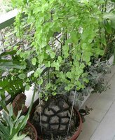 Schildkr&ouml;tenpflanze (Dioscorea elephantipes)