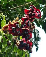 Schwarzer Perlenbaum (Majidea zanguebarica)