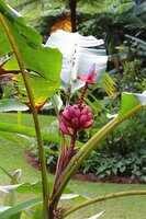 Rosa Zwergbanane (Musa velutina)