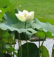Wei&szlig;e Indische Lotusblume (Nelumbo nucifera 'alba')