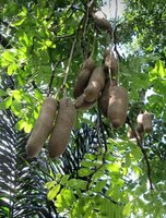Wurstbaum (Kigelia africana)