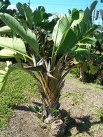 Natal-Paradiesvogelblume (Strelitzia nicolai)