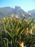 Gelbe Paradiesvogelblume (Strelitzia reginae 'Mandela's Gold')