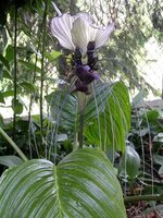 Wei&szlig;e Fledermausblume (Tacca integrifolia)
