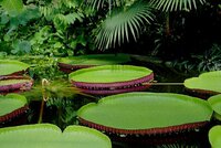Victoria-Seerose (Victoria amazonica)