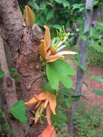 Australische Passionsblume (Passiflora aurantia)