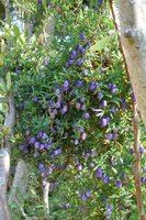 Lila Apfelbeere (Billardiera longiflora)