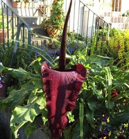 Drachenwurz (Dracunculus vulgaris)