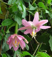 Bananadilla (Passiflora mollissima)