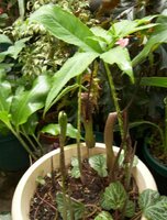 Voodoo-Lilie (Typhonium venosum)