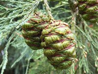 Mammutbaum (Sequoiadendron giganteum)