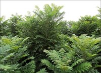 Chinesischer Ton (Toona sinensis)