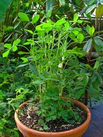 Erdnuss (Arachis hypogaea)