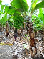 Zwergbanane (Musa acuminata)
