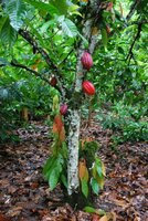 Kakao (Theobroma cacao)