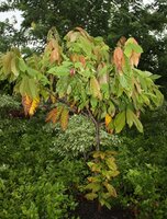 Kakao (Theobroma cacao)