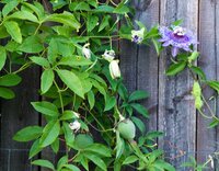 Maypop Passionsblume (Passiflora incarnata)