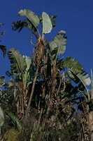 Bergparadiesvogelblume (Strelitzia caudata)