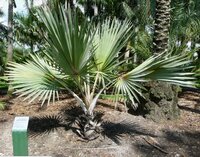 Blaue Latanpalme (Latania loddigesii)