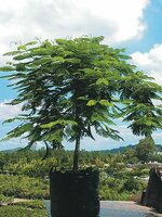 Flammenbaum (Delonix regia)
