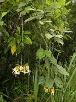 Kronleuchterbohne (Mucuna holtonii)