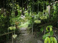 Kronleuchterbohne (Mucuna holtonii)