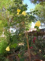 Gelber Orchideenbaum (Bauhinia tomentosa)
