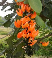 Flamme des Waldes (Butea monosperma)
