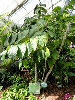 Baum des Lebens (Camptotheca acuminata)