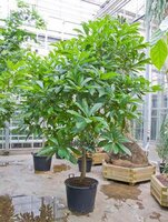 Kanonenballbaum (Couroupita guianensis)
