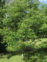 Lotusbaum (Diospyros lotus)