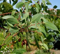 Tasmanischer Schneeeukalyptus (Eucalyptus coccifera)