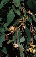 Morrisby-Eukalyptus (Eucalyptus morrisbyi)