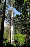 Zuckereukalyptus (Eucalyptus viminalis)