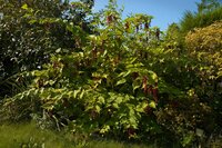 Karamellbeere (Leycesteria formosa)