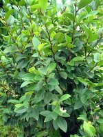 Bananenstrauch (Magnolia figo)
