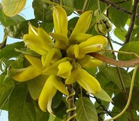 Pferdeaugenbohne (Mucuna sloanei)