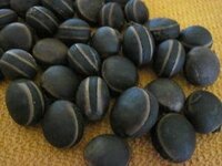 Pferdeaugenbohne (Mucuna sloanei)