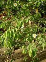 Spiegelei-Baum (Oncoba spinosa)