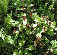 Portugiesische Pfeifenblume (Aristolochia baetica)