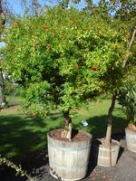 Zwerggranatapfel (Punica granatum 'nana')