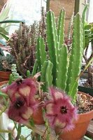 Aasblume (Stapelia hirsuta)