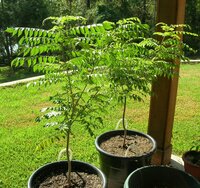 Currybaum (Murraya koenigii)