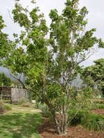 Seifenbeere (Sapindus saponaria)