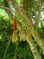 Rote Hamburgerbohne (Mucuna urens)