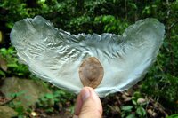 Javanische Gurke (Alsomitra macrocarpa)