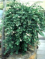 Kapernstrauch (Capparis spinosa)