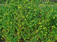 Ballonpflanze (Cardiospermum halicacabum)