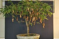 Tamarinde (Tamarindus indica)