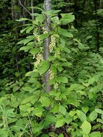 5-Geschmacks-Beere (Schisandra chinensis)